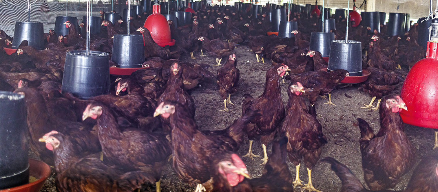 La aves sufren estrés por aumento de calor