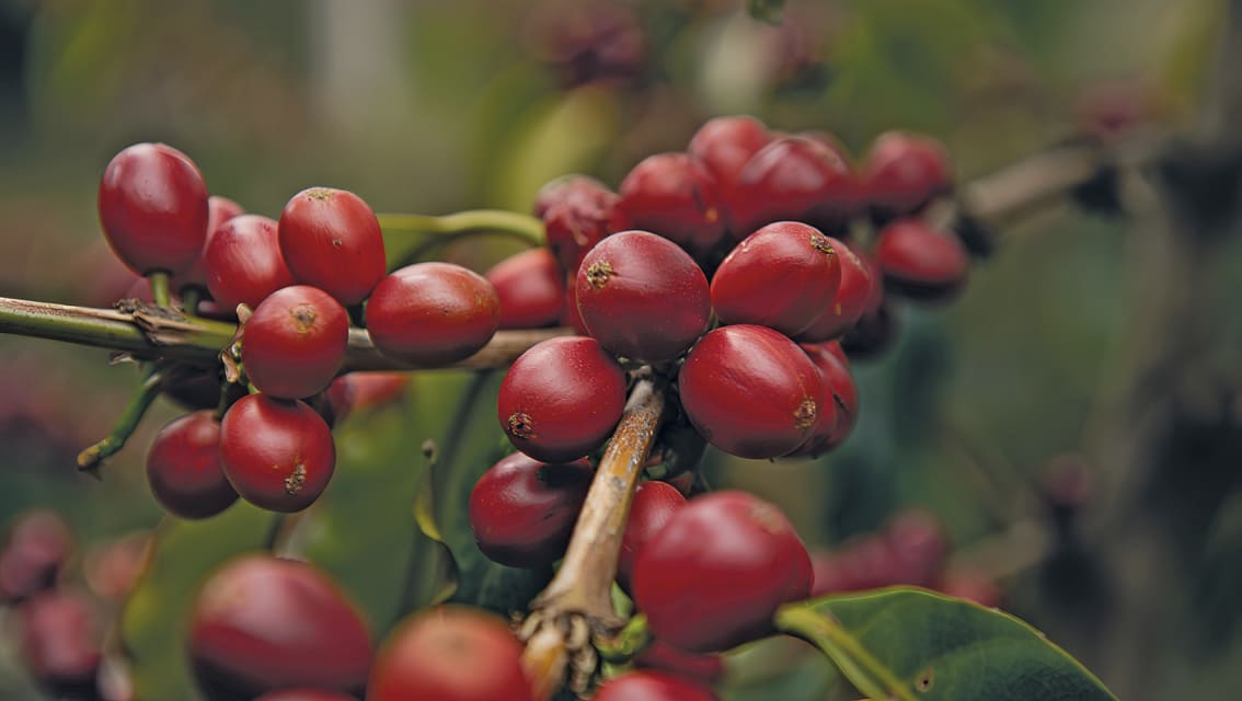 Café ecuatoriano: altitud y calidad van de la mano