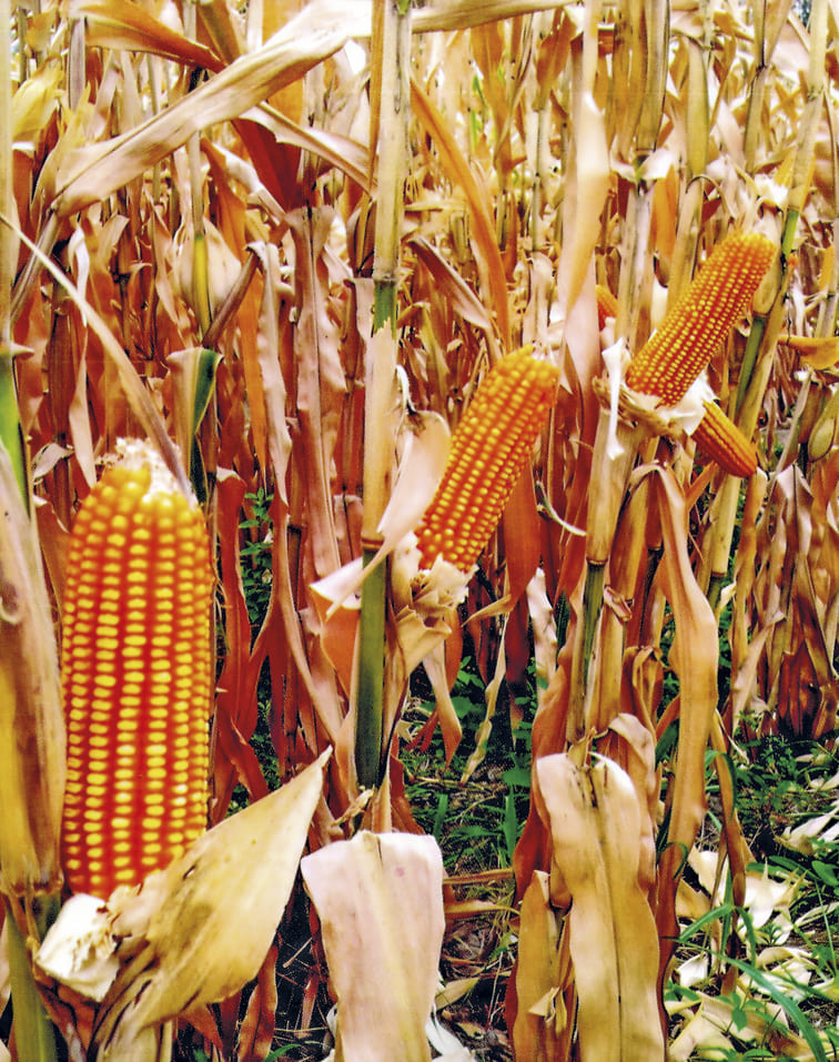 El Germoplasma del Maíz Criollo Fundamenta la Soberanía Alimentaria