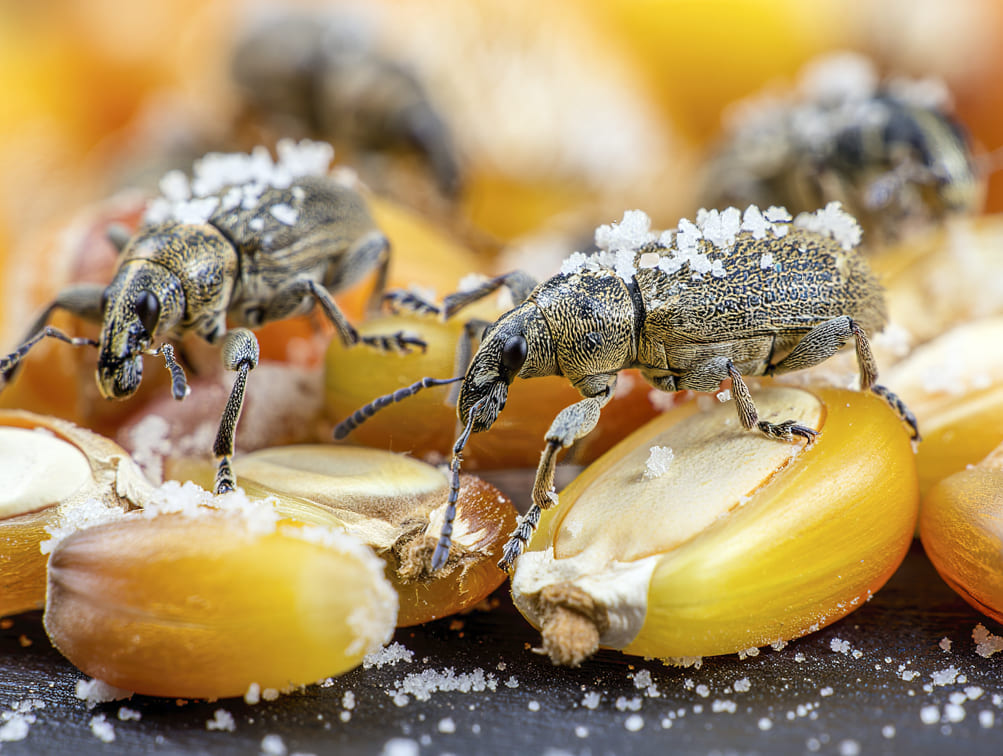 Control de Insectos y Hongos con Tierra Diatomea