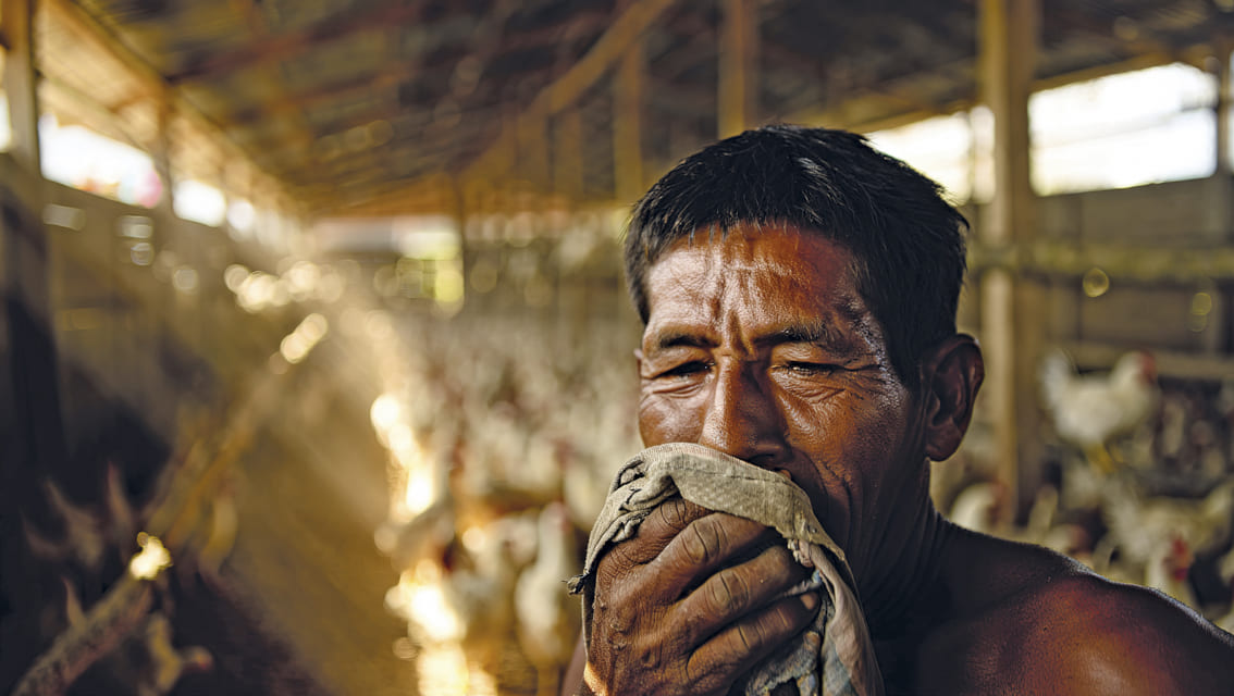 Los Riesgos Respiratorios para Quienes Trabajan en el Sector Avícola