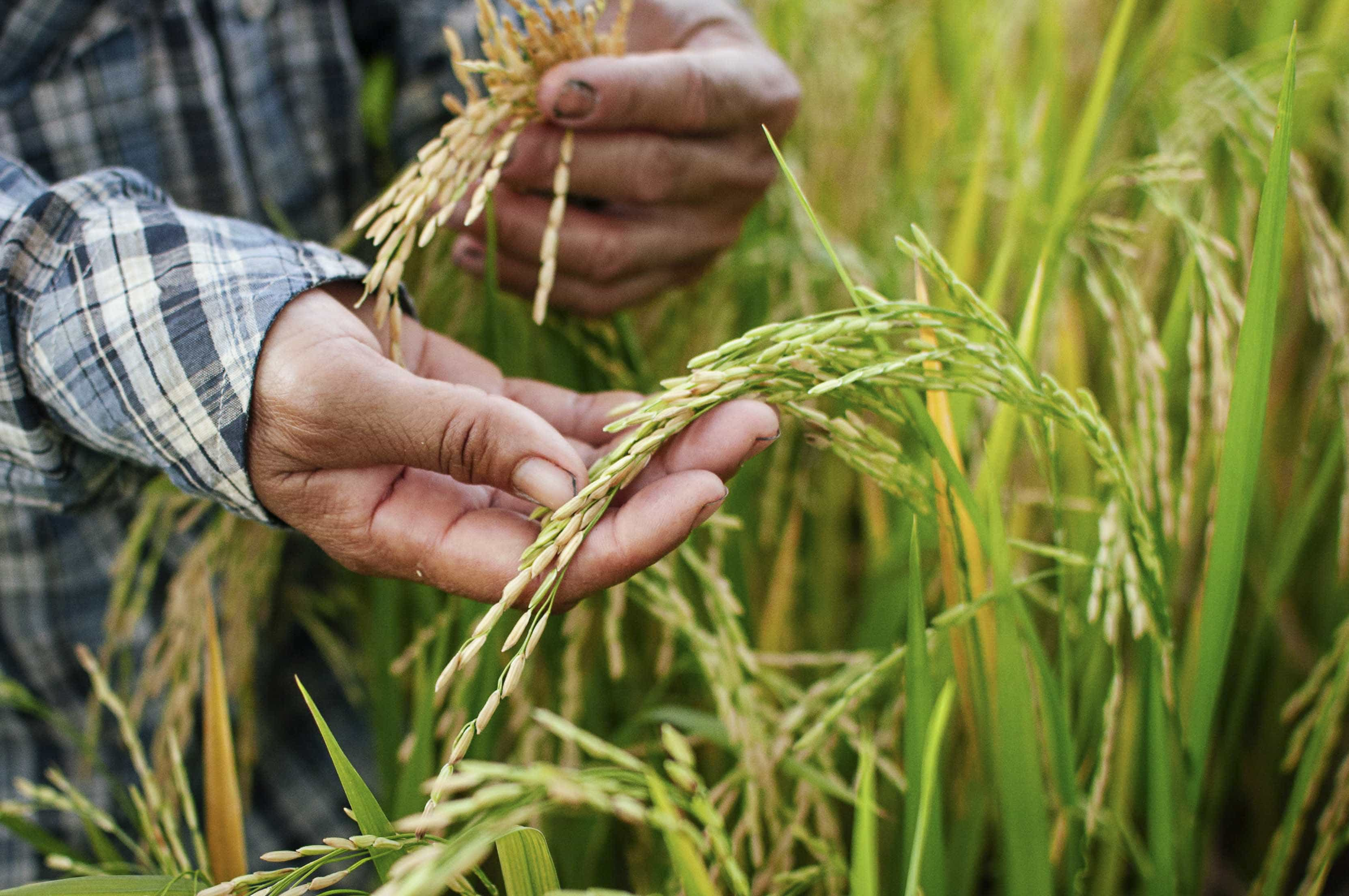 PLATAFORMA DIGITAL POTENCIA EL CULTIVO DE ARROZ EN EL PAÍS