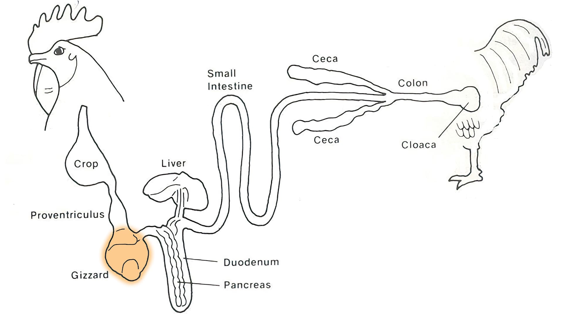 Molleja, órgano director del aparato digestivo del pollo