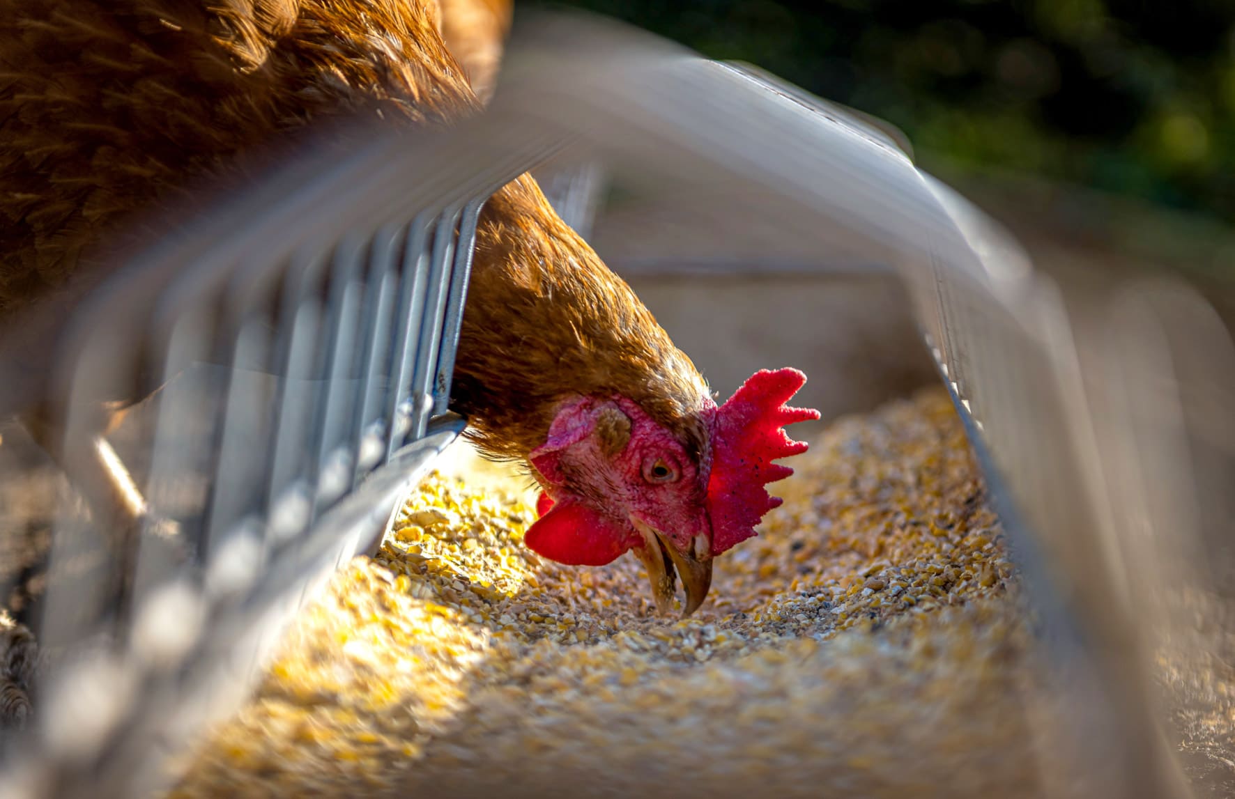 Retiro del alimento pre-faena en pollos de engorde