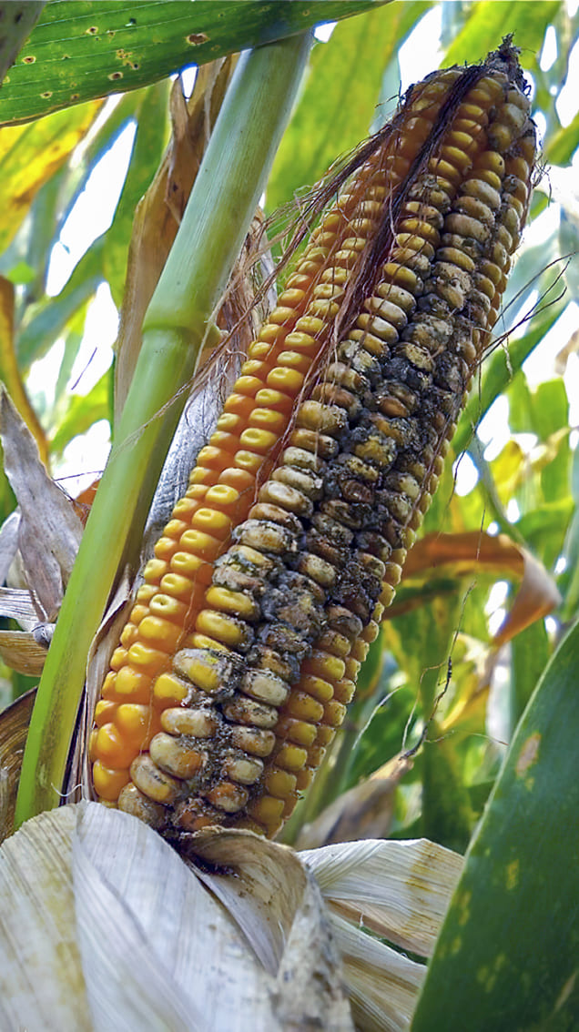 AFLATOXINAS EN EL BALANCEADO: ENORME RIESGO PARA AVES Y CERDOS