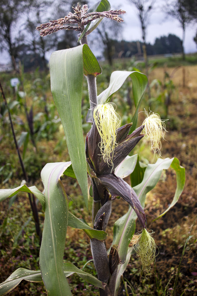POSTURAS DIFERENTES SOBRE PROVISIÓN DE MAÍZ PARA CONSUMO HUMANO
